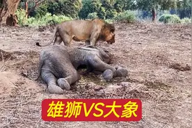 两头雄狮猎杀大象，其中一头累得趴在地上直喘气，镜头记录全过程视频封面