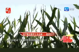 【农博士】 高产粮饲用玉米品种视频封面