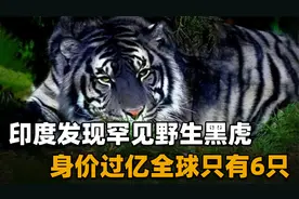 全球仅6只！印度出现罕见黑虎，据说出没地附近数十里没狼敢靠近视频封面