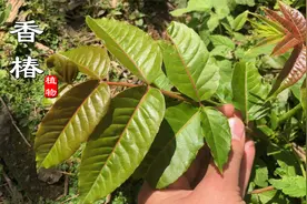 赫赫有名的“香椿”却不适合所有人吃！这类人少吃或不吃，知道吗视频封面