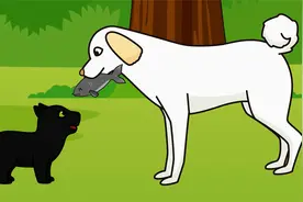 落单的小黑豹悄悄跟着狗妈妈，从此狗妈妈把小黑豹带在了身边视频封面