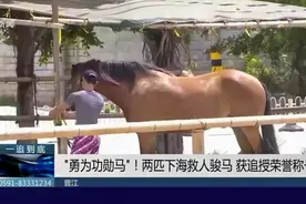 全国首例！下海救人骏马不幸离世，被追授为“勇为功勋马”！视频封面