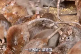 舰船上没有老鼠，为何要养猫？