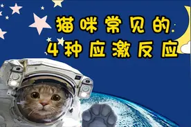 猫咪常见的4种应激反应，铲屎官千万别轻视！视频封面