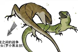 科学家给1.2亿年前的小蜥蜴当医生：小腿曾骨折，自行愈合了视频封面