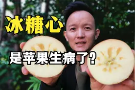苹果冰糖心是一种病？到底能不能吃？
