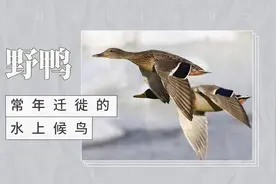 野鸭——常年迁徙的水上候鸟视频封面