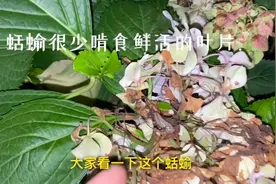 天气潮湿蛞蝓多怎么处理？推荐几种简单方便的防治办法！