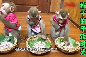 越南女人养了三只猴子，每天都精心的照顾它们饮食，真是太有爱了视频封面