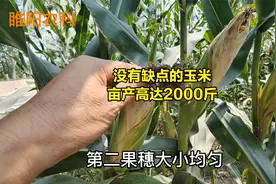 这个玉米新品种，几乎没有缺点，亩产可达2000斤视频封面