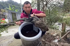 10元差点处理的旧洗衣机，被我拦下养金弹子树桩，又省了30块钱视频封面