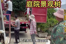 这些寓意好上档次的景观树你都认识吗？用来做庭院树，美不胜收！视频封面