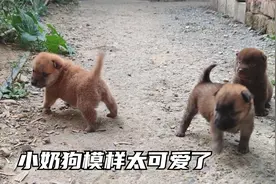 小奶狗刚出生3天到30天的变化，从还没睁眼到已经会跑，太可爱了