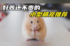 你们喜欢的各种便宜又好养的小型萌宠，看看你想养哪一个？视频封面