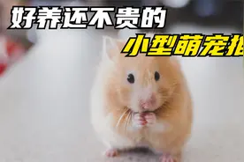 你们喜欢的各种便宜又好养的小型萌宠，看看你想养哪一个？