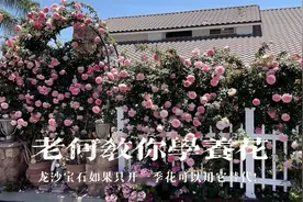 老何教你学养花，龙沙宝石只开一季花？这款四季开花月季适合你！视频封面