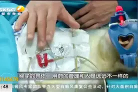 惊呆！“猴哥”移植猪肝脏已存活16天，手术过程太震撼|都市快报视频封面