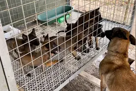 给小马犬吃驱虫片，几天后有虫拉出来，看到这些长长的虫真后怕视频封面