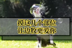 摸这几个部位，让狗狗更爱你视频封面