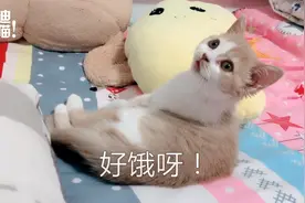 小猫一天吃七顿饭，饿了还定外卖，结果麻辣烫被妈妈截胡了。视频封面