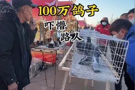 8旬老大爷养鸽子一生，居然一只能卖100万，吓懵了围观路人视频封面