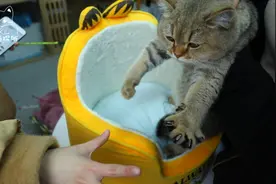 萌宠侦探所：教猫咪伸爪，别人家的永远是别人的，年年就是学不会视频封面