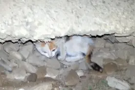 流浪小猫饿的不行，第一次吃肉，猛吃