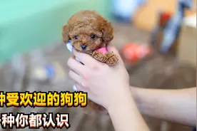 十种世界上很受欢迎的狗狗，善解人意，聪明可爱，每一只你都认识视频封面