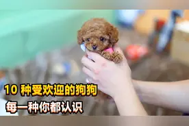 十种世界上很受欢迎的狗狗，善解人意，聪明可爱，每一只你都认识视频封面