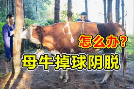 繁殖母牛为什么会掉球，遇上了怎么办？吴老师现场操作解决问题视频封面