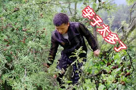 今年李子结太多了，上树边摘边吃真过瘾，欢迎大家来免费品尝视频封面