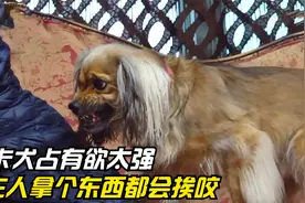 渣狗专咬自家孩子，还每天跟老婆抢饭吃，气得主人送它上训犬节目视频封面