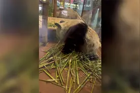联邦快递的巡警透露大熊猫“丫丫”将于当地时间4月26日登机回国视频封面