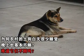 为何农村的土狗白天很少睡觉，晚上也基本不睡？难道它们不困吗？