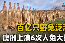 百亿野兔泛滥成灾，澳洲政府六次围剿！为何不吃，害怕肉里有毒？视频封面