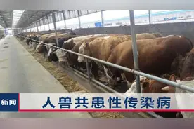 14岁学生感染炭疽死亡，家中曾屠宰病牛，目击者：牛内脏发出异味视频封面