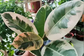 拆包一株刚到的花叶橡皮树，是自己喜欢的种类，看看状态如何视频封面