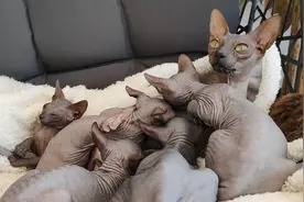 令人窒息的母爱，猫妈把娃紧紧搂在怀里：妈，我喘不上气了视频封面