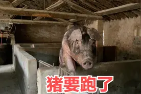 农村小伙能把猪养多大？不买猪崽却成了村里的养猪大户，让人羡慕视频封面