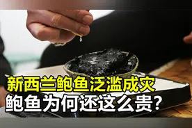 新西兰鲍鱼泛滥成灾，却仍是昂贵的“软黄金”，究竟怎么回事？视频封面