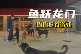 13太保一家：主人想让狗狗玩游戏，宝宝们配合，长桌宴倒是很喜欢视频封面