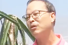 男子从事火龙果种植 用笔记本电脑记录日志 坚持信念度过难关