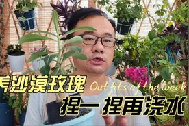 两个多月的沙漠玫瑰，给它砍个头，捏一捏再浇水，不会烂根视频封面
