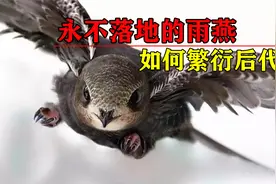 一生要飞几百万公里的雨燕，边飞边交配，一旦落地就是送死视频封面