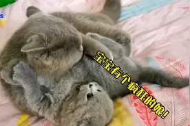猫妈妈突然兴奋，抱着小奶猫又舔又踹，奶猫崩溃的小眼神让人心疼