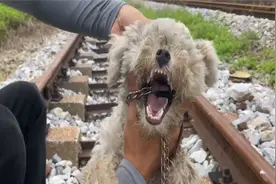 拯救被困在火车轨道上的贵宾犬 太亲人了 整理完后很惊艳视频封面