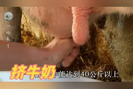 人手挤牛奶的标准作业程序，手把手教你挤牛奶，养牛必备技能