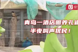 青岛一酒店圈养孔雀，半夜叫声扰民！视频封面