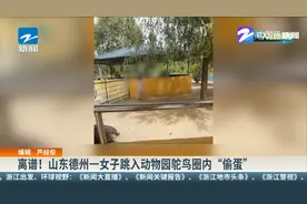 离谱！ 山东德州一女子跳入动物园鸵鸟圈内“偷蛋”视频封面