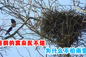 喜鹊的窝杂乱不堪，为什么不怕风雪？看看内部结构就知道了